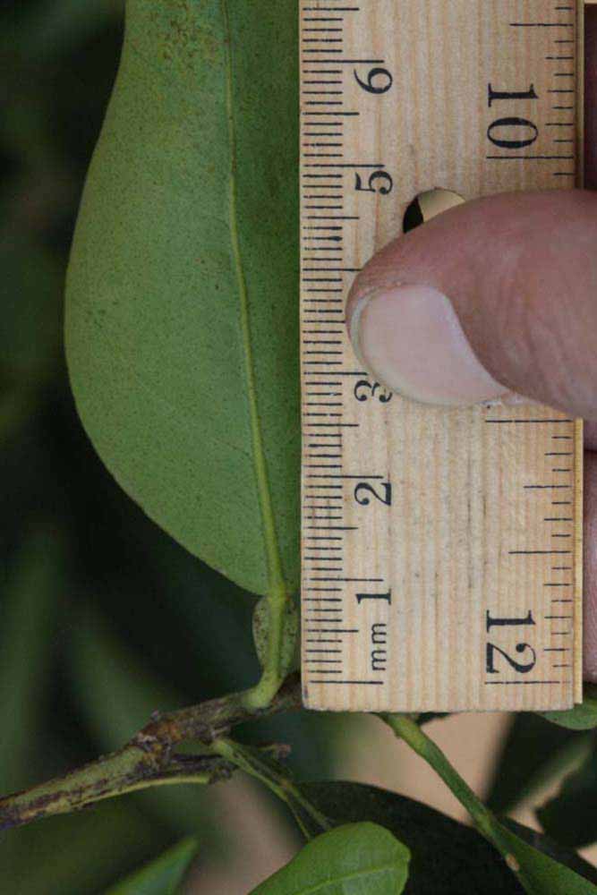              Unifoliolate leaf (Riverside, CA)       